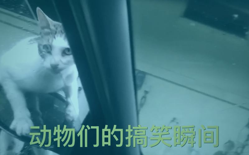 专题栏目编辑团队讨论年度黑马电影的画面