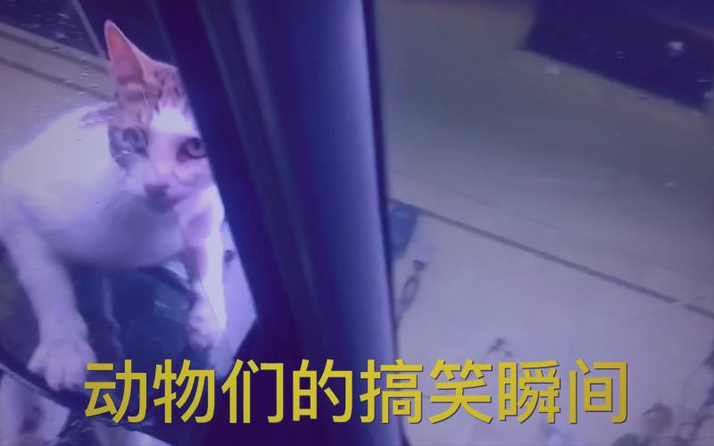 红桃视频最新热播韩剧排行榜剧集推荐