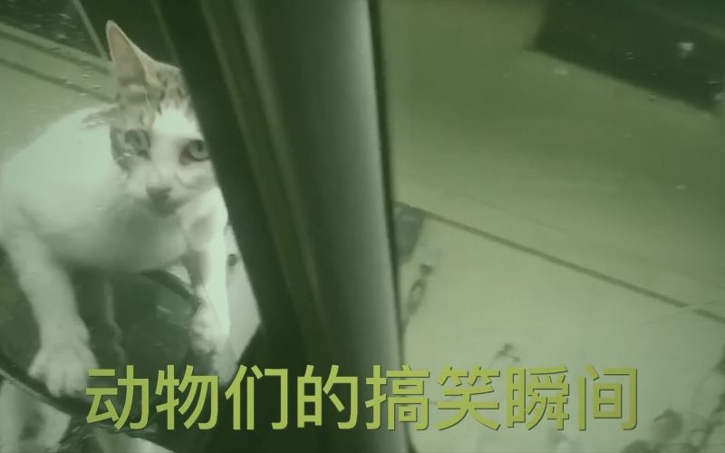 观察室嘉宾正在分析职场心理案例
