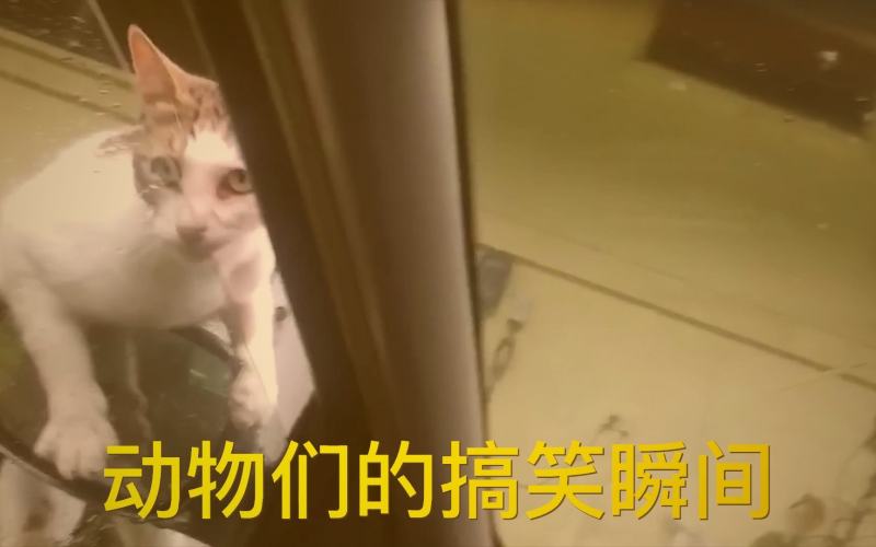 红桃视频热播明星才艺竞演综艺团队协作排练场景