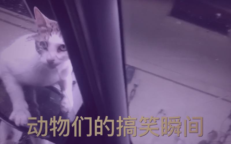红桃视频纪录片镜头下的传统厨房与烹饪场景